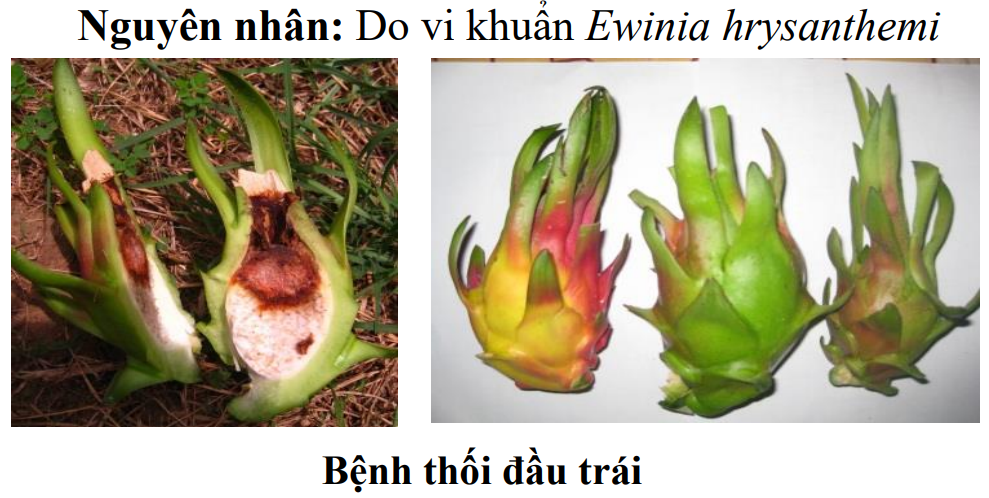 BỆNH THỐI NHŨN TRÊN CÂY THANH LONG