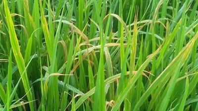 Cháy bìa lá 'đuôi lươn' - bệnh vi khuẩn gây hại trên lúa