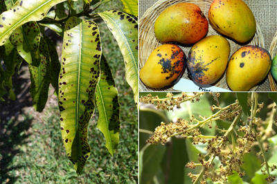 Quản lý bệnh hại trên cây xoài