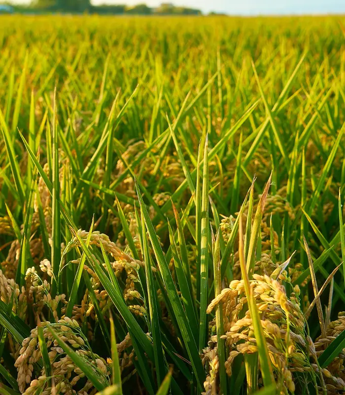 Sứ mệnh