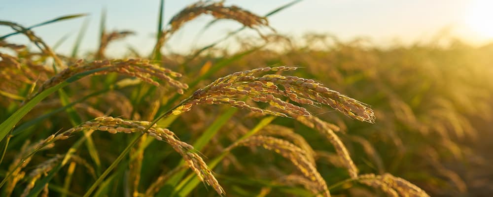 CÔNG TY CỔ PHẦN THƯƠNG MẠI - SẢN XUẤT - XUẤT NHẬP KHẨU OTUKSA NHẬT BẢN